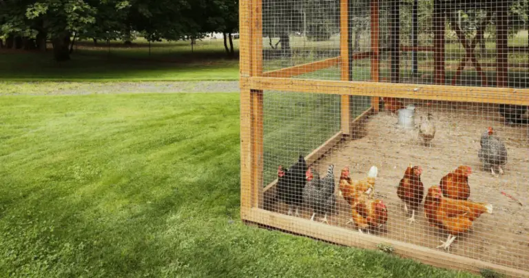 Diseño de gallinero espacioso: medidas ideales y elementos clave para gallinas sanas