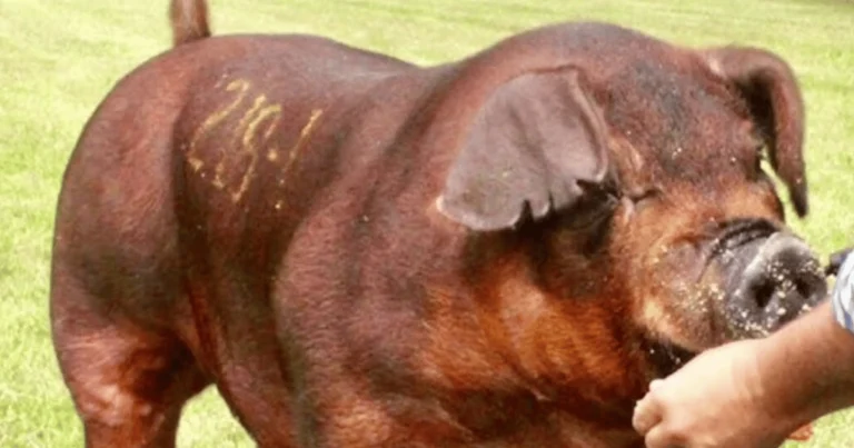 Razas de cerdos más populares: características y usos en la producción porcina